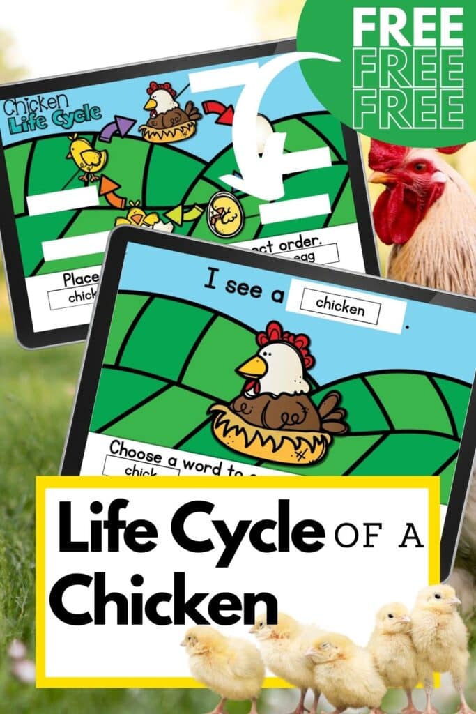 Free Chicken Life Cycle Digital Activity