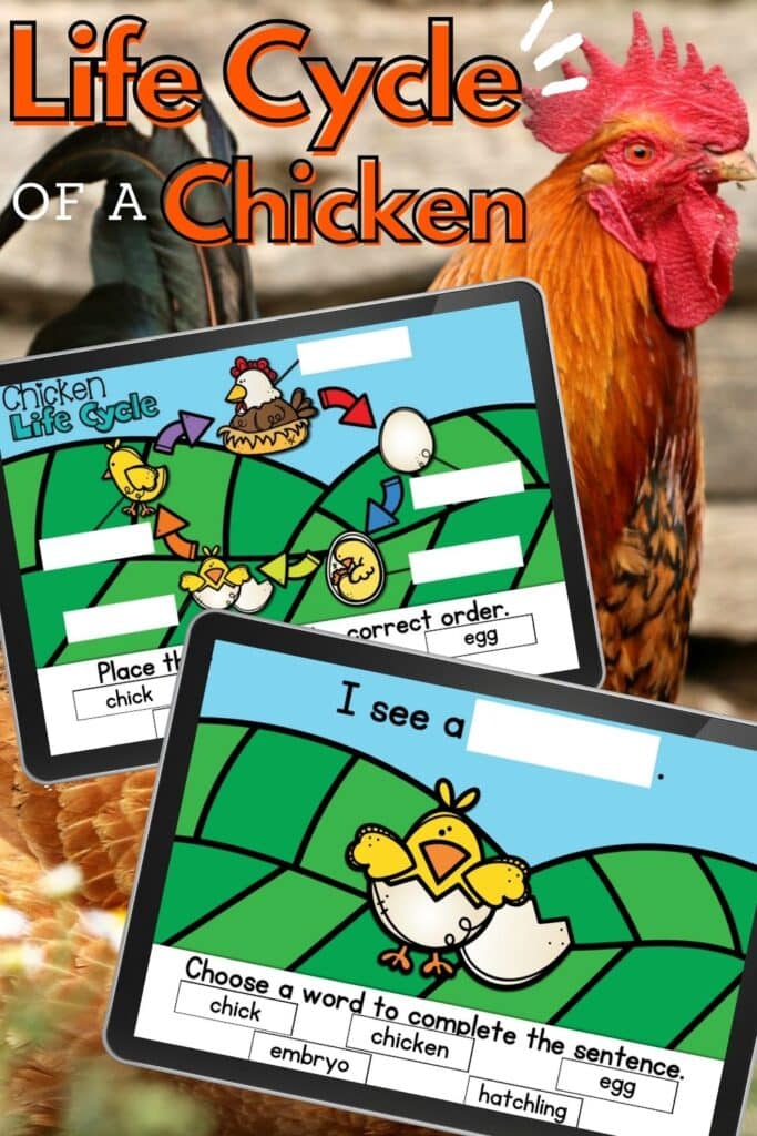 Free Chicken Life Cycle Digital Activity