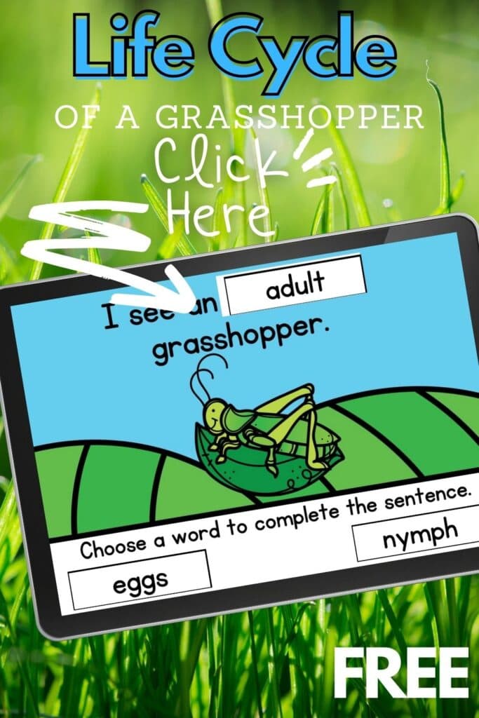 Free Life Cycle of a Grasshopper Activity