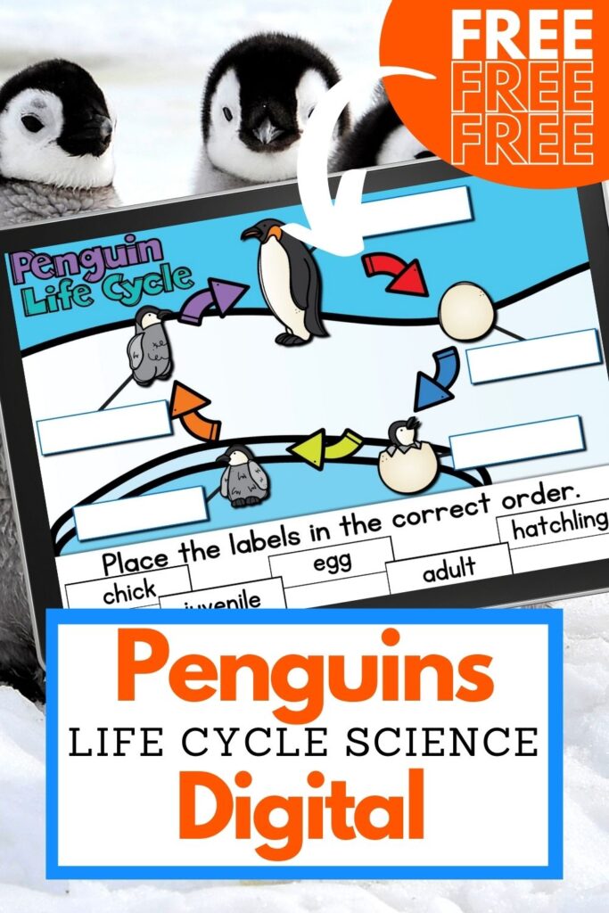 Digital Penguins Life Cycle Science Activity