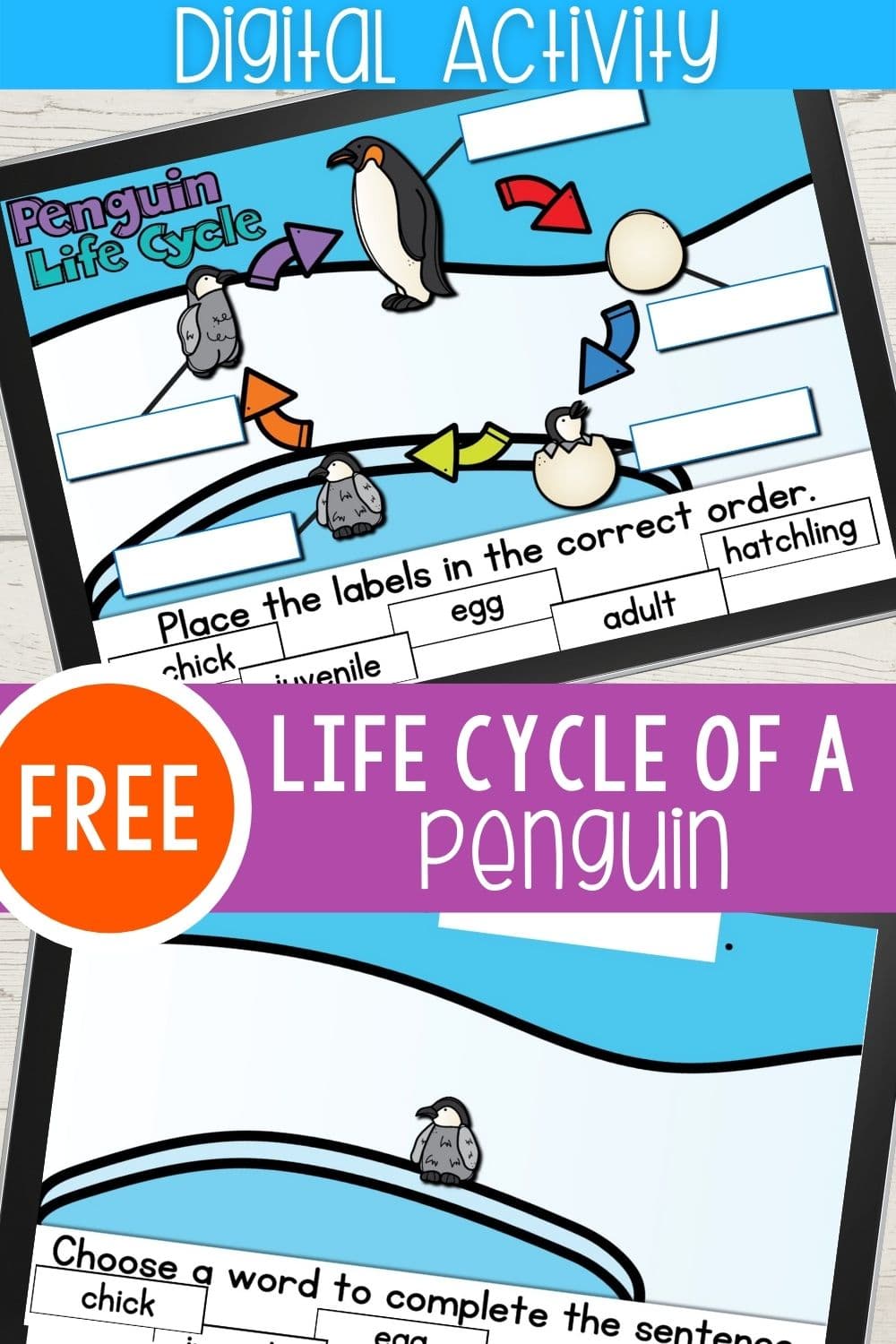 Free Life Cycle of a Penguin Digital Activity