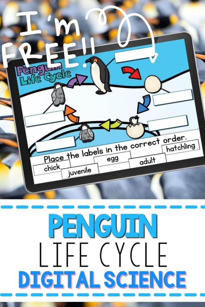 Penguin Life Cycle Digital Science Activity