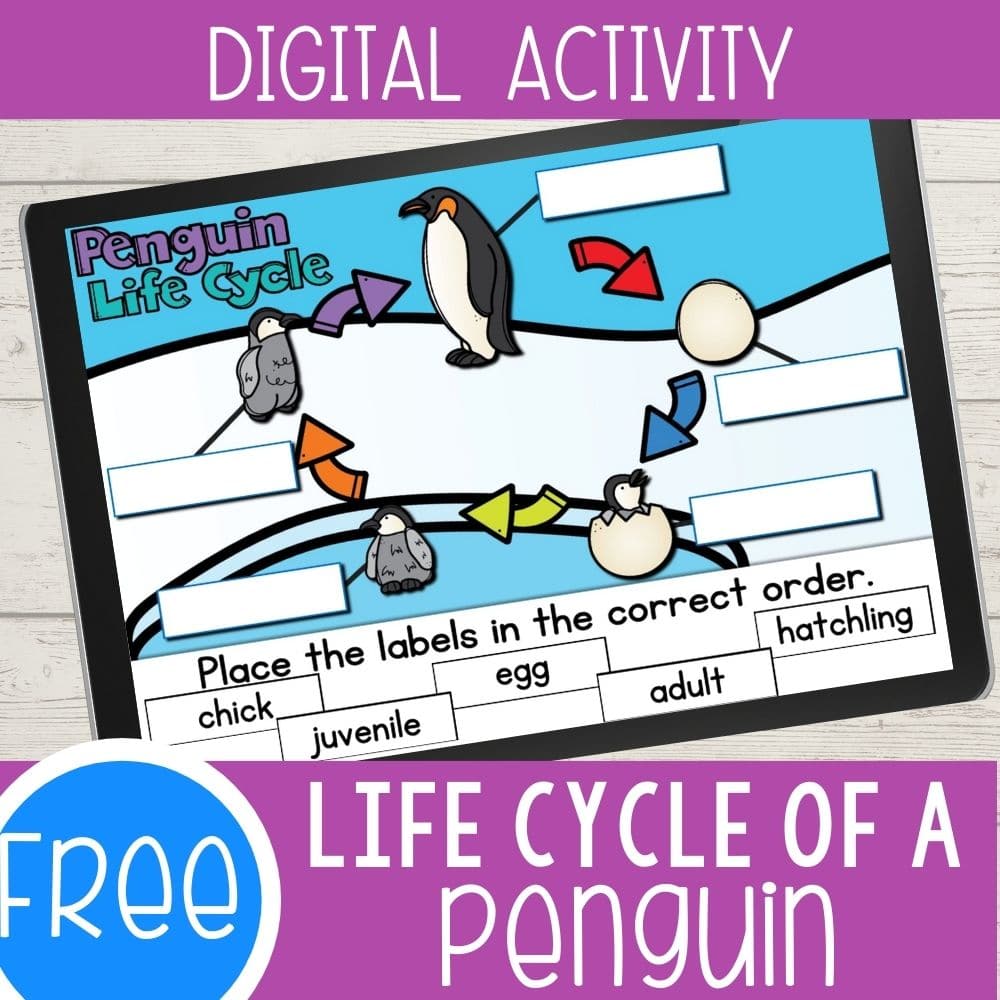 Digital Diagram of a Life Cycle of a Penguin Activity featured square image