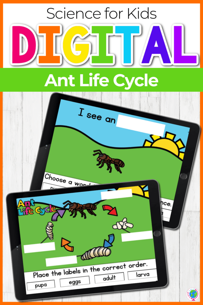 Life Cycle of an Ant Preschool Activity