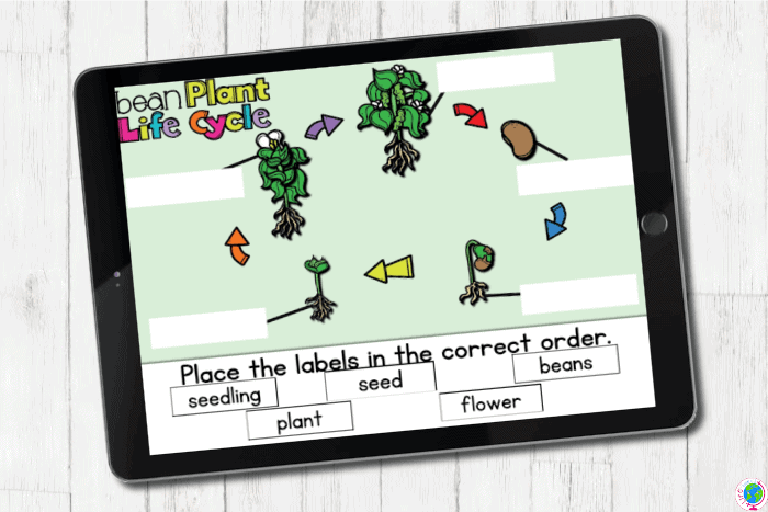 Bean plant life cycle digital game being played on a tablet.