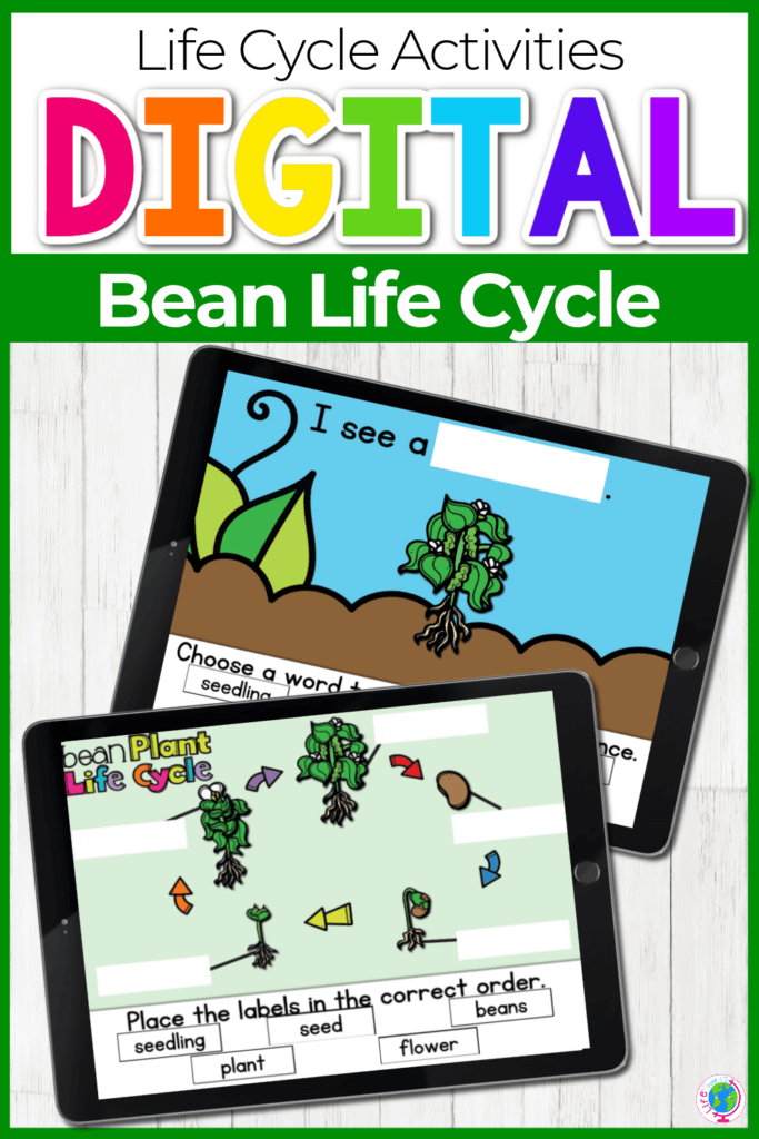 Life Cycle of a Bean Plant Activities for Kids