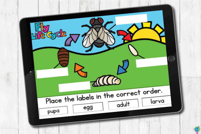 Digital slide of a fly life cycle on a tablet