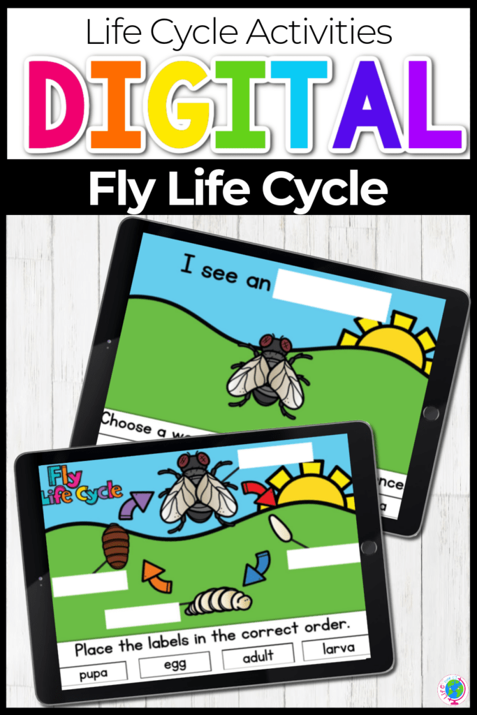 Fly Life Cycle Digital Activity for Kids