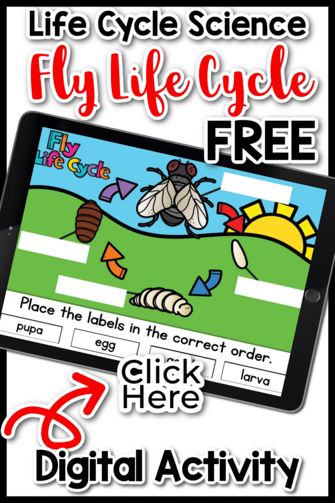 Fly Life Cycle Digital Activity for Kids