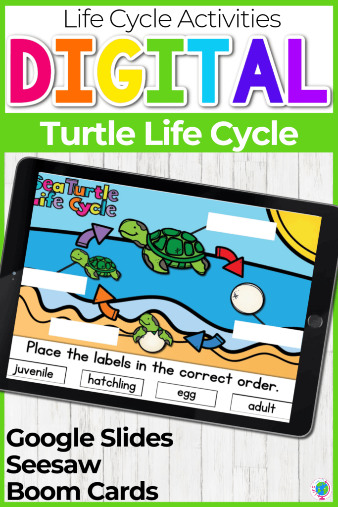 Digital Science Life Cycle of a Turtle for Kids