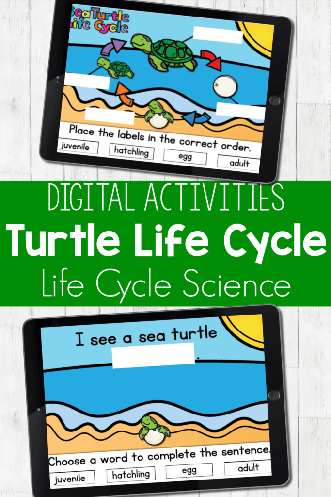 Digital Science Life Cycle of a Turtle for Kids
