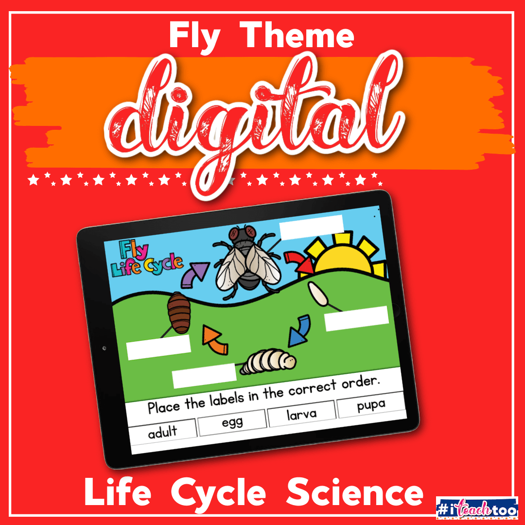 Digital Life Cycle of a Fly Activities for Kids