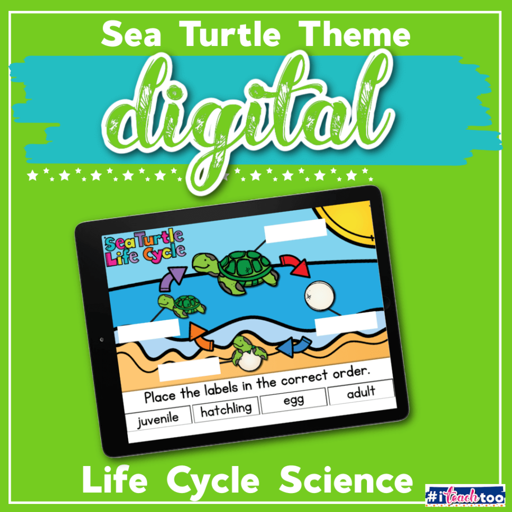 sea turtle life cycle digital activity for google slides and seesaw kindergarten life cycle activity