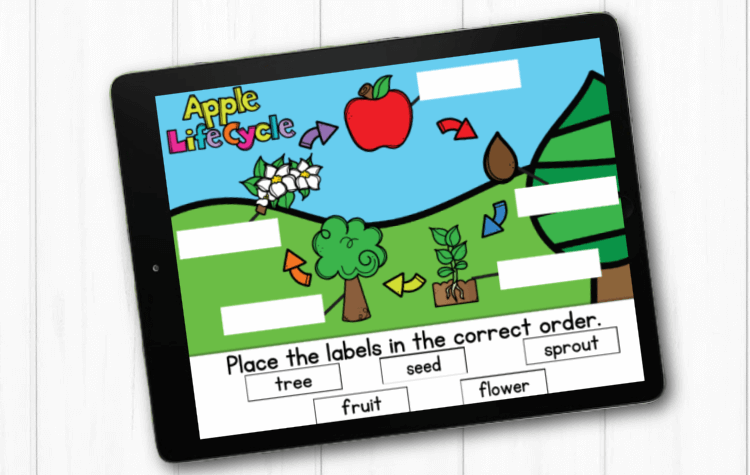 Students look at the diagram of the life cycle of an apple tree and label each picture with the correct word.