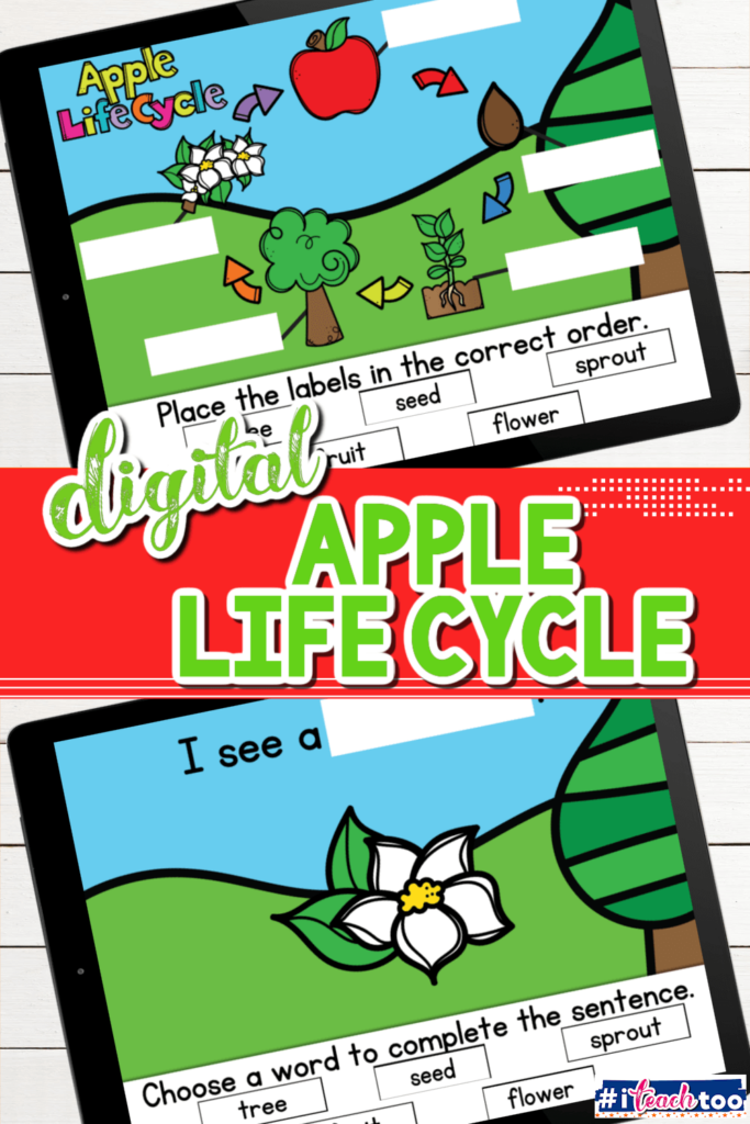 In this kindergarten science activity students learn and practice the life cycle of an apple.