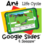 Life Cycle of an Ant Preschool Activity 58 Interactive ant life cycle digital activity for preschool and kindergarten to sequence life stages using Google Slides or Seesaw.