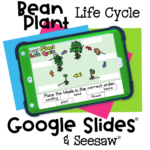 Bean plant life cycle sorting game for preschool and kindergarten students to label plant stages on Google Slides or Seesaw