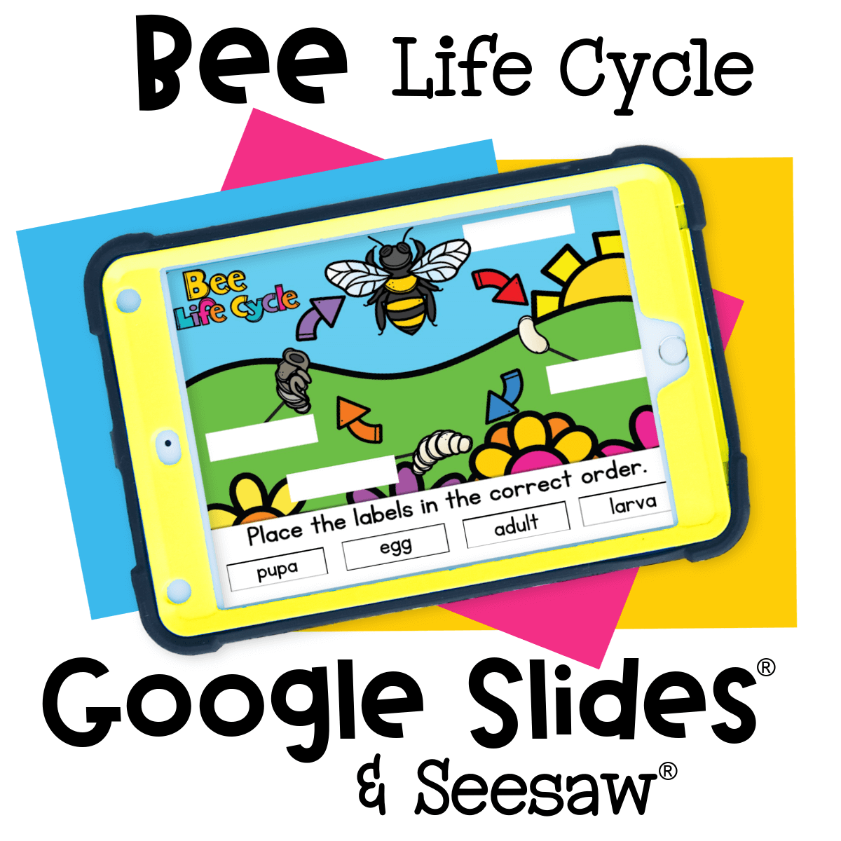 Colorful bee life cycle digital activity for young learners to drag and label egg, larva, pupa, and adult using Seesaw or Google Slides