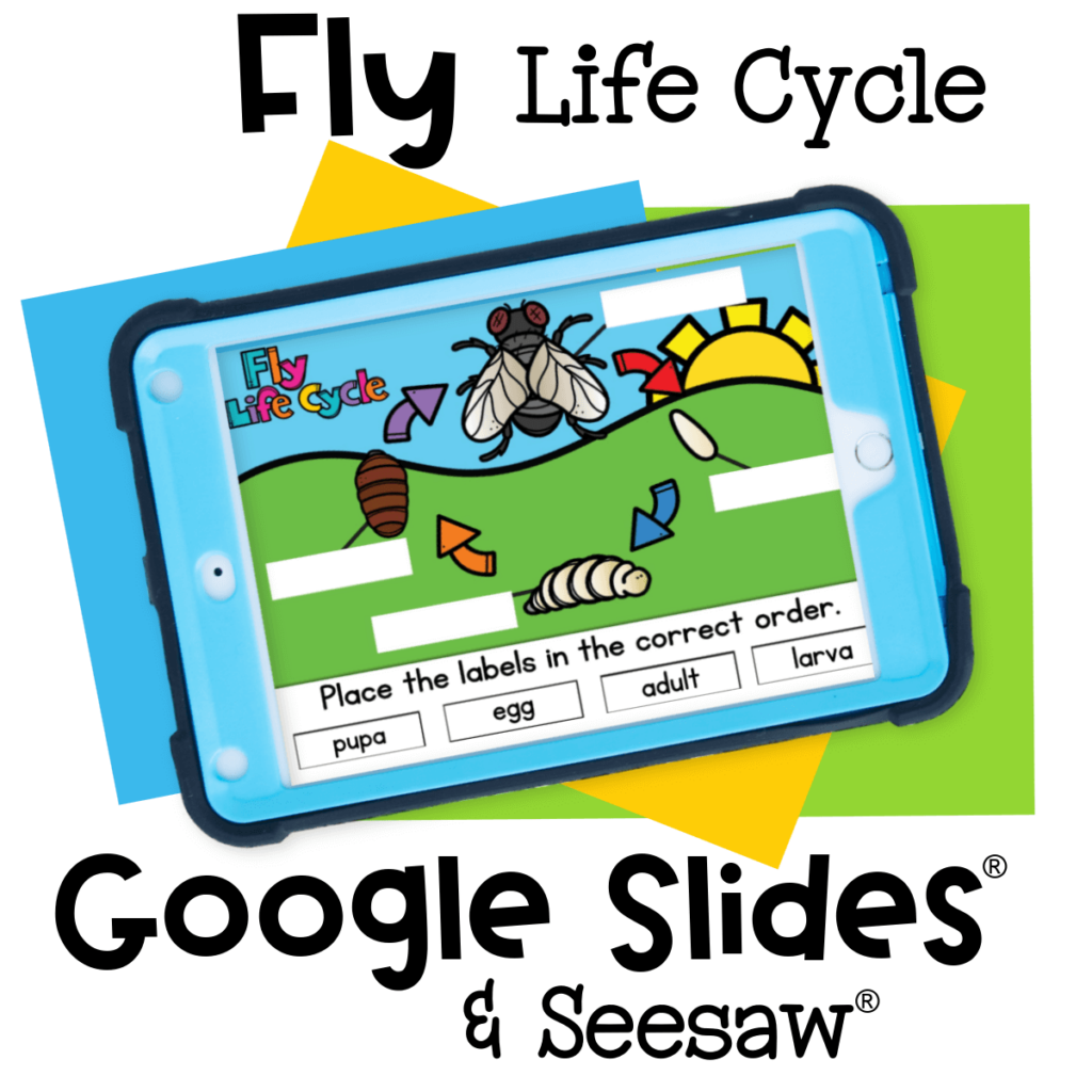 Fly life cycle digital science activity for preschoolers to label and sequence life stages with drag-and-drop on Seesaw or Google Slides