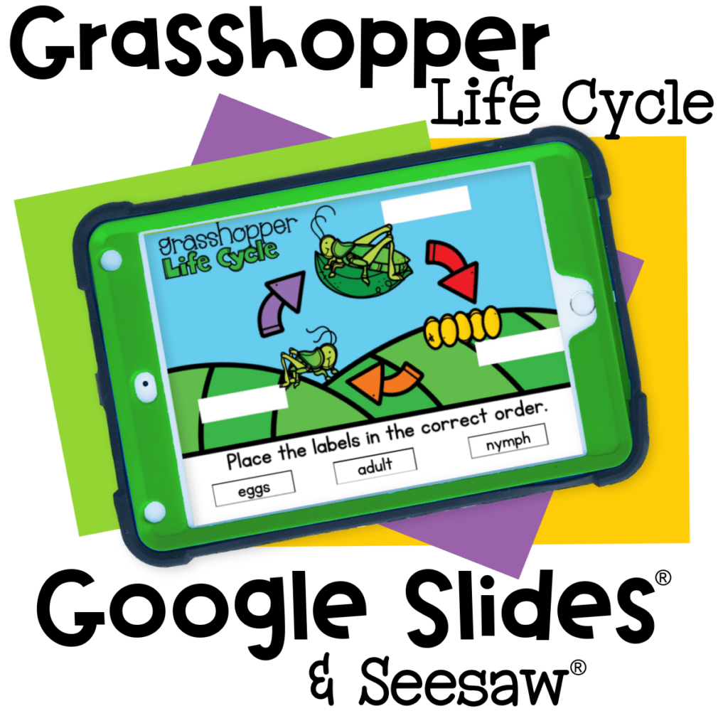 Digital Grasshopper Life Cycle Activities for Kids 5 Interactive grasshopper life cycle activity for preschool and kindergarten on Google Slides and Seesaw. Students drag and label the stages: egg, nymph, and adult.